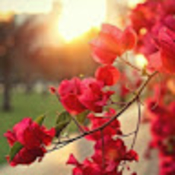 Meet your Posher, Bev - Picture 1 of 1